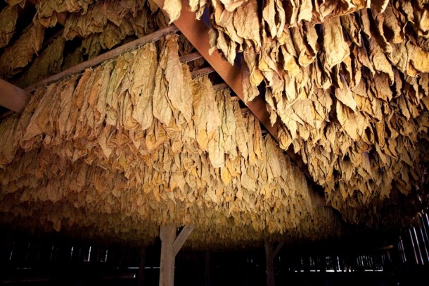 Connecticut Tobacco Drying Shed