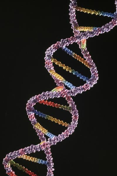 DNA molecule