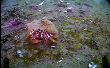 Acadian Hermit Crab with Snail Fur