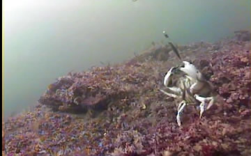 Crab Captures Mackerel Head